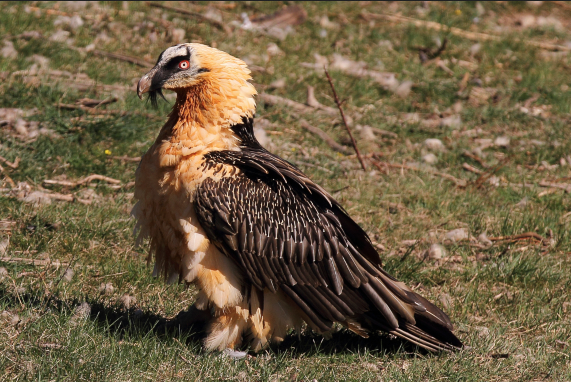 Tirs de rapaces : la LPO demande des sanctions exemplaires